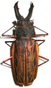 coleoptera.jpg