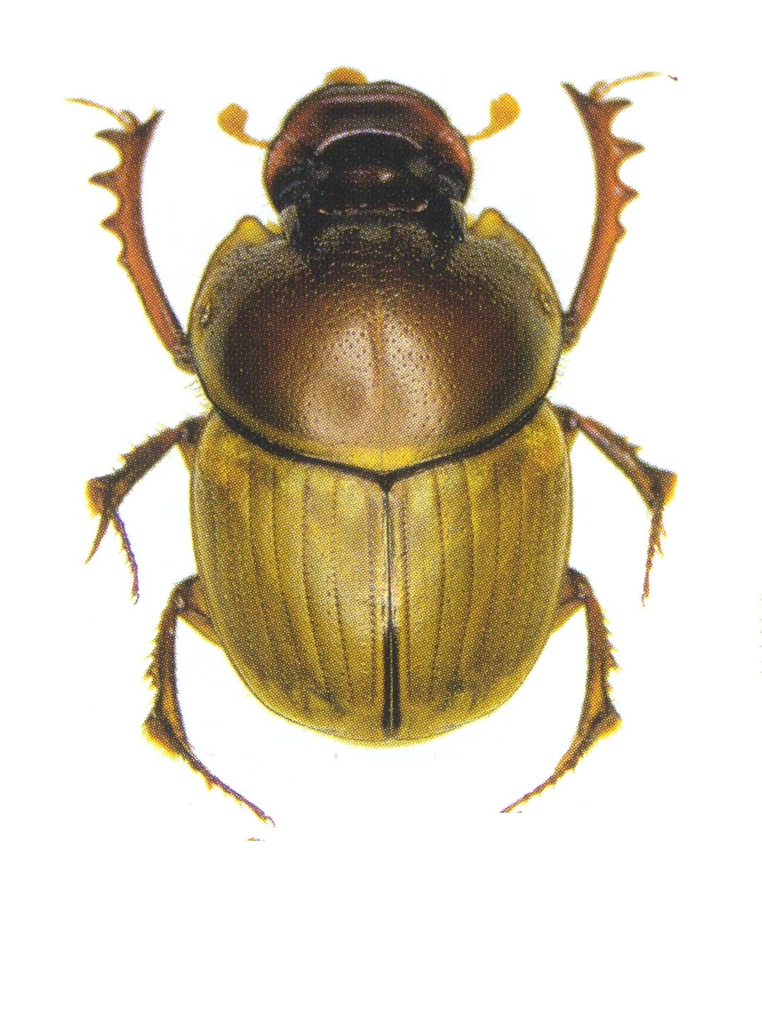 Digitonthophagus gazella (Fabricius, 1787)