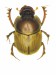 Digitonthophagus gazella (Fabricius, 1787)